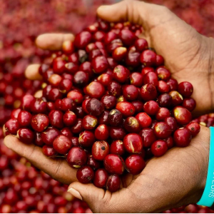Sidama Coffee