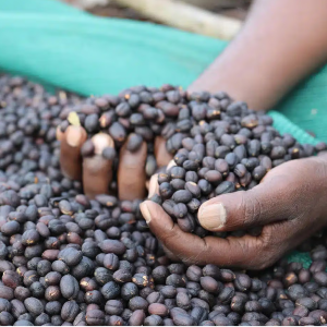 Jimma coffee