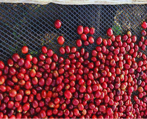 Specialty Coffee Origins